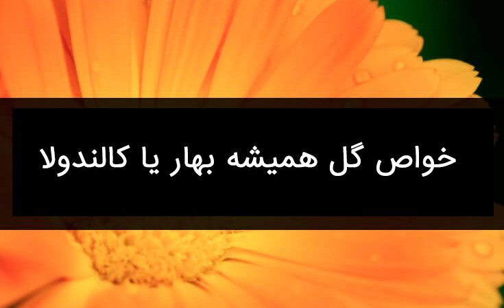 خواص گل همیشه بهار