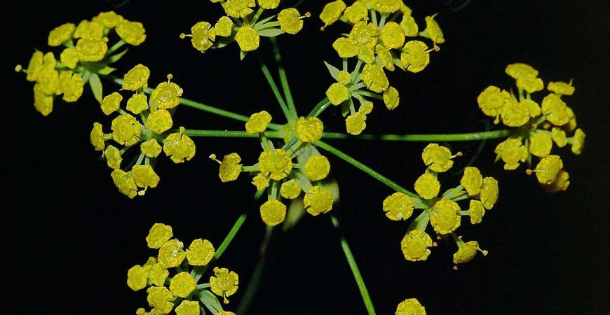 گیاه چتر گندمی